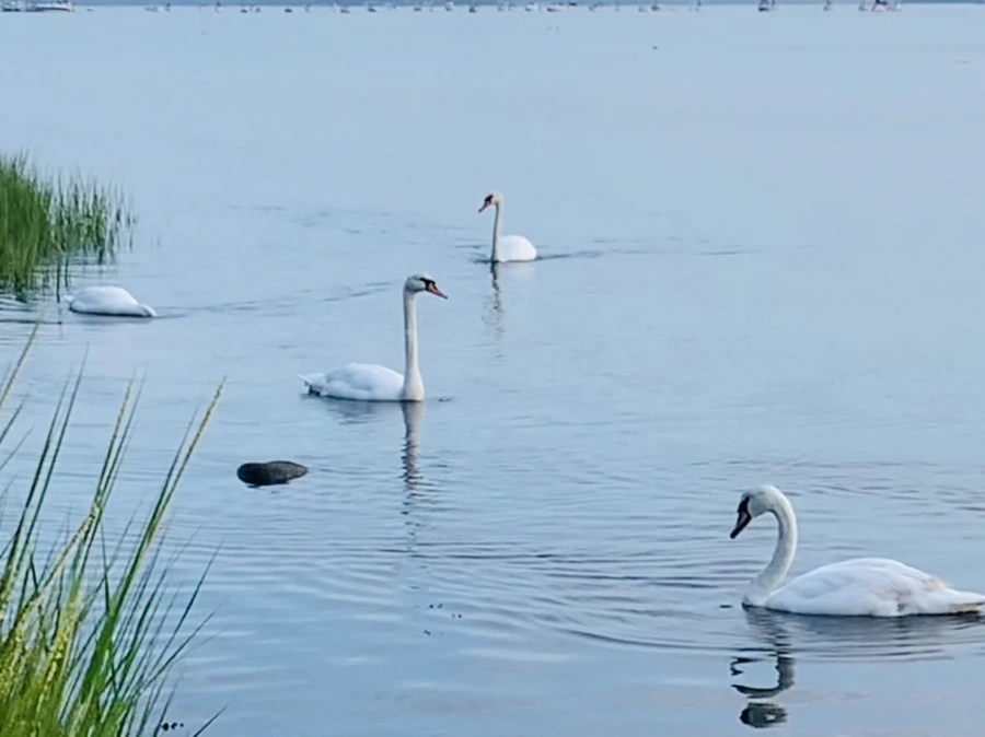 IMG_1377.jpg?type=w966