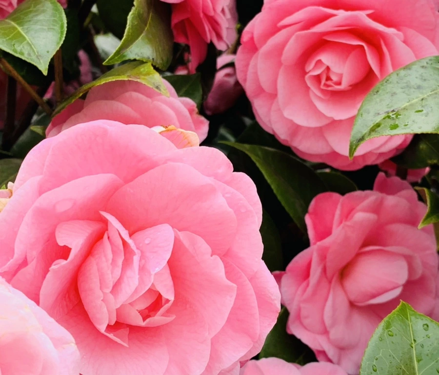 IMG_1420.jpg?type=w966