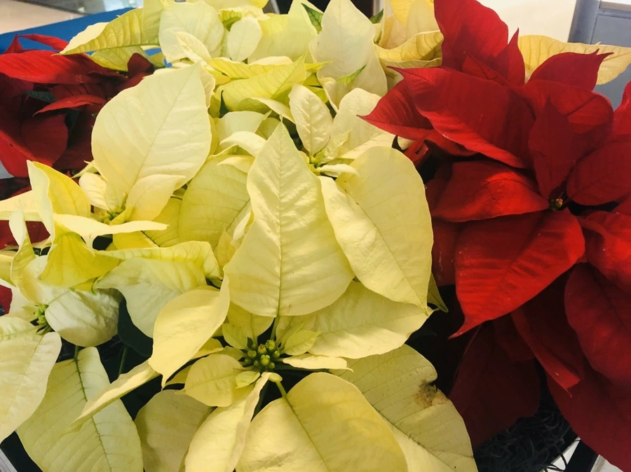 IMG_2440.jpg?type=w966