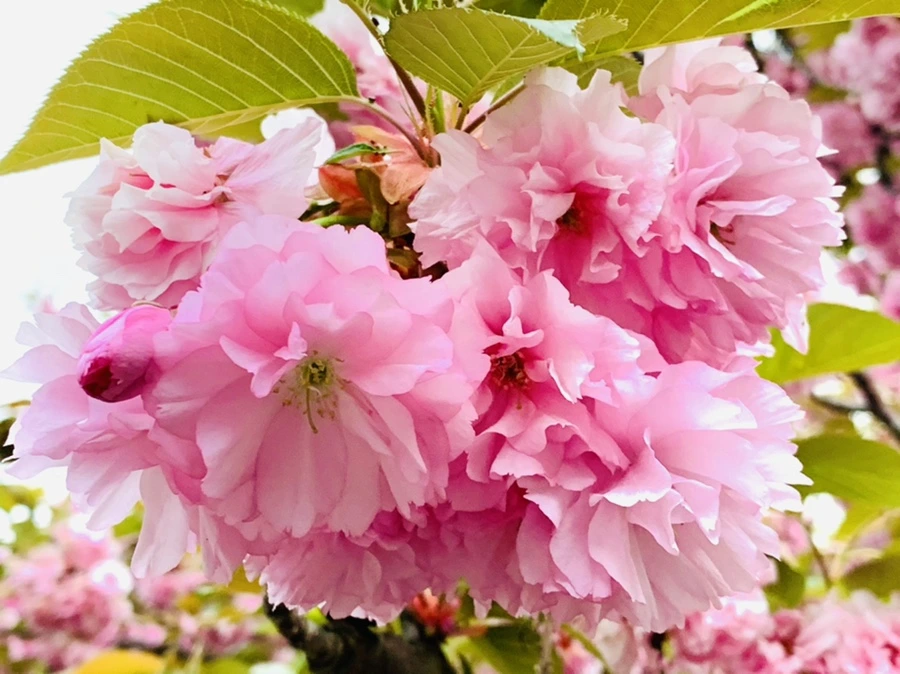 IMG_7155.jpg?type=w966