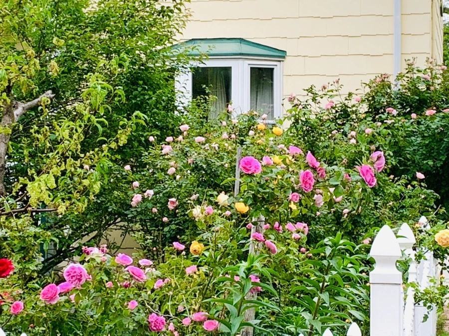 IMG_4859.jpg?type=w966