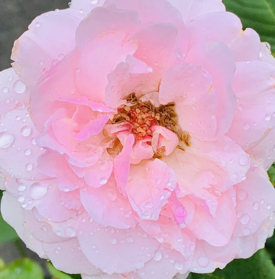 IMG_9564.jpg?type=w966