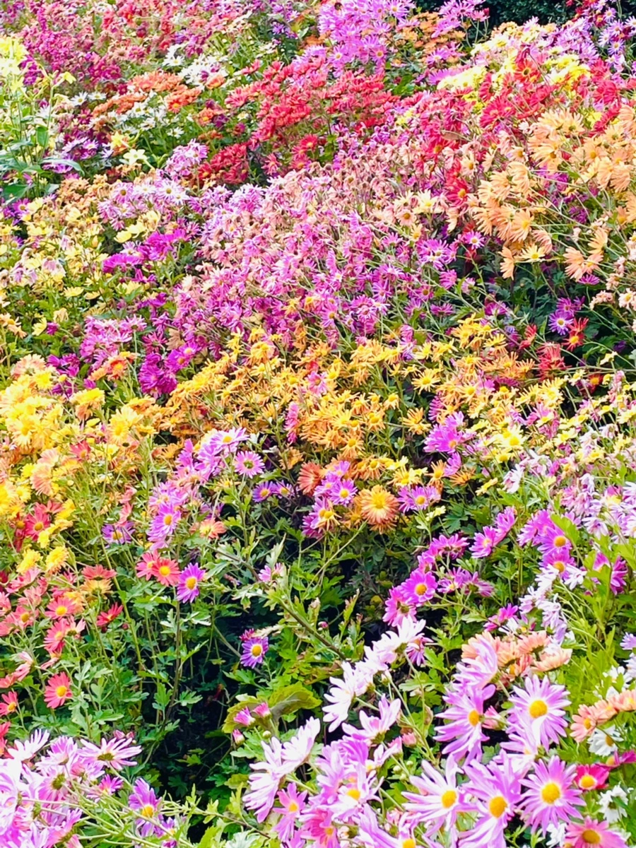 IMG_1220.jpg?type=w966