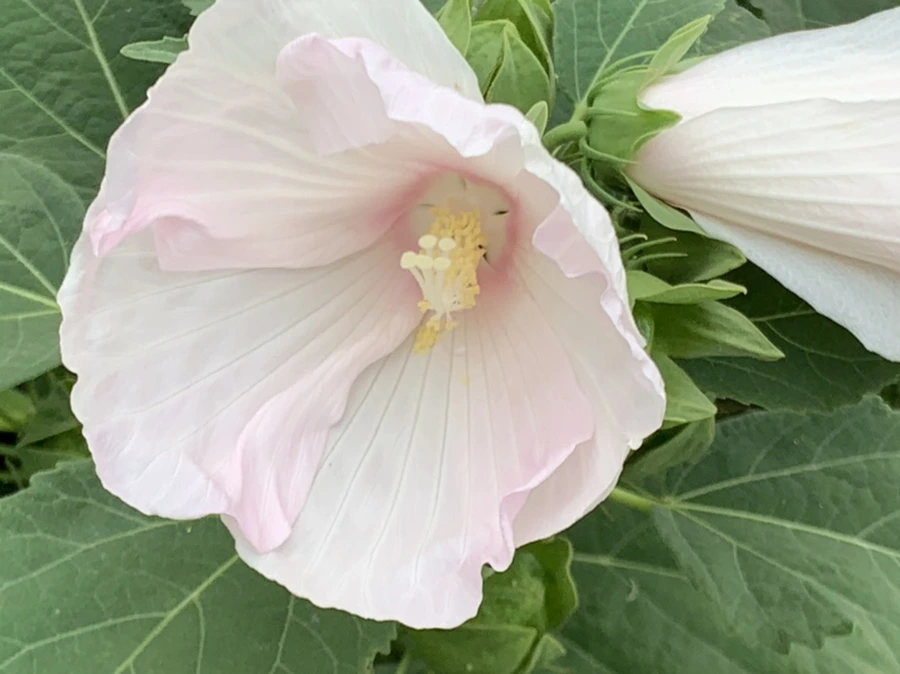 IMG_6044.jpg?type=w966