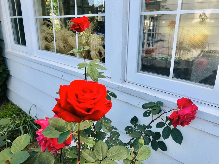 IMG_7778.jpg?type=w966