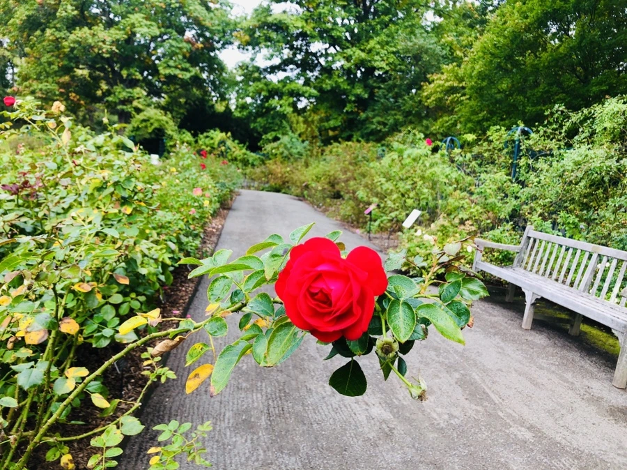 IMG_2228.jpg?type=w966