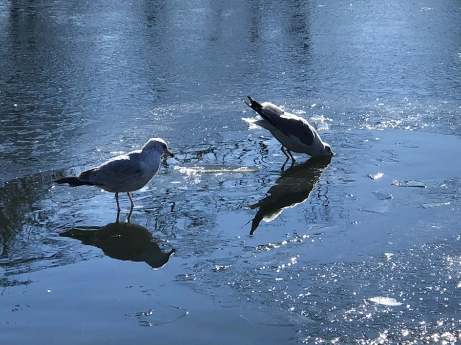 IMG_8087.jpg?type=w966