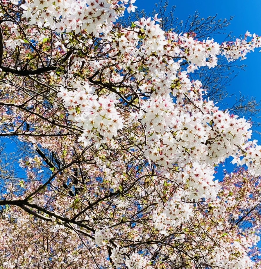 IMG_1645.jpg?type=w966