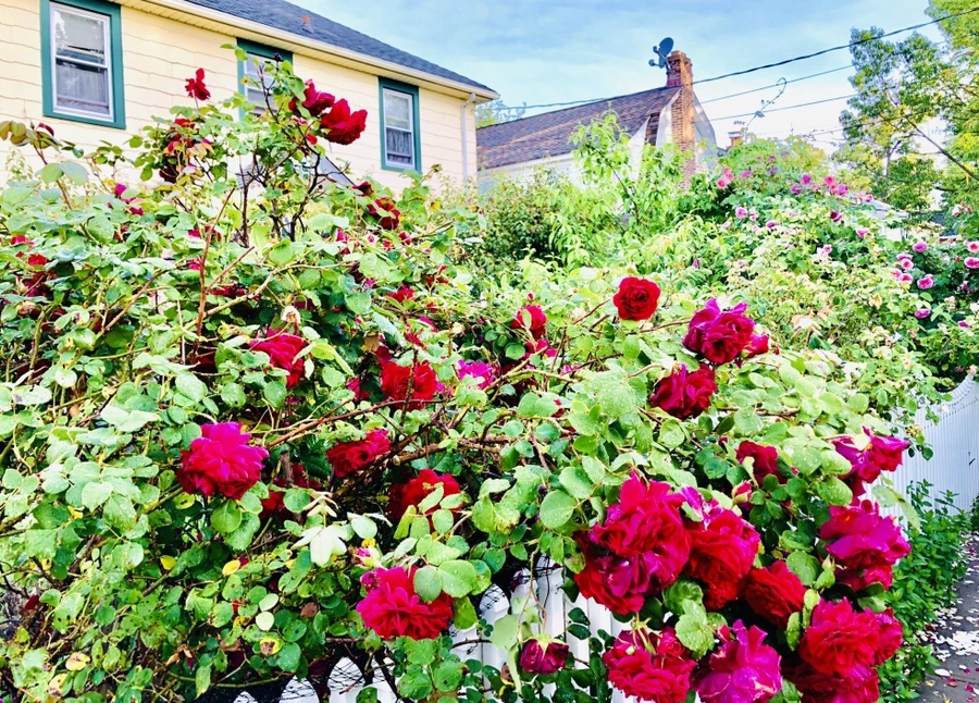 IMG_8080.jpg?type=w966