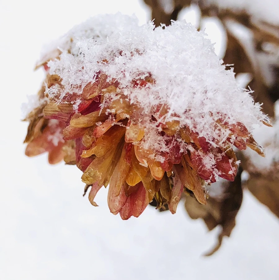 IMG_3440.jpg?type=w966