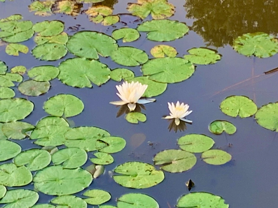 IMG_0768.jpg?type=w966