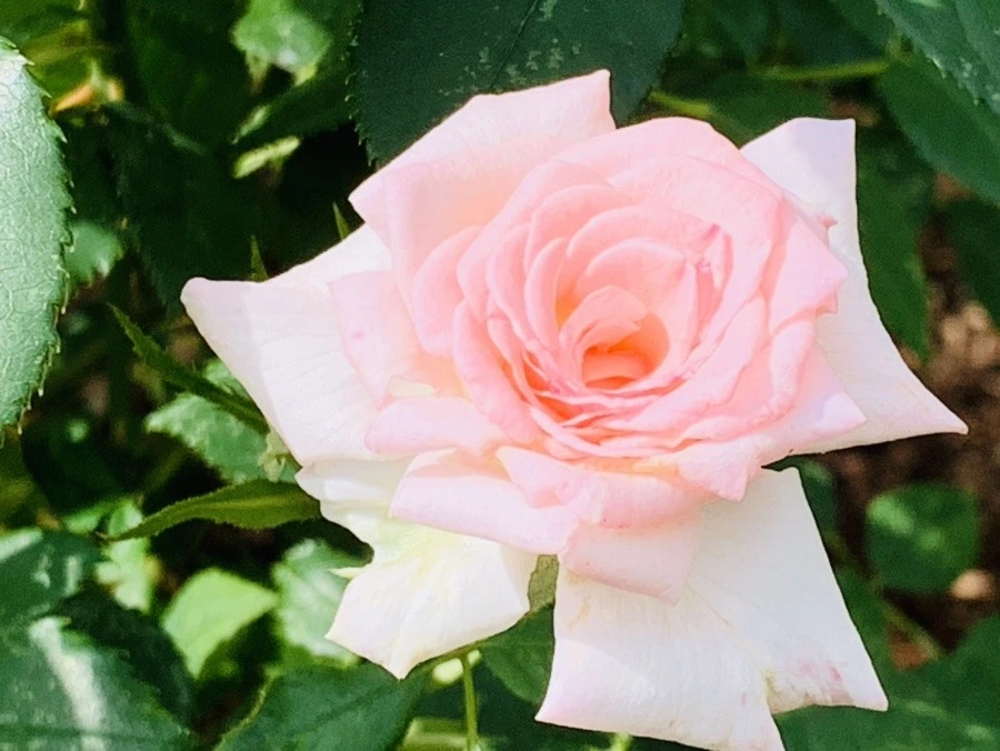 FQqe4ZHacTCDXWjTGgkJT_y9lt0