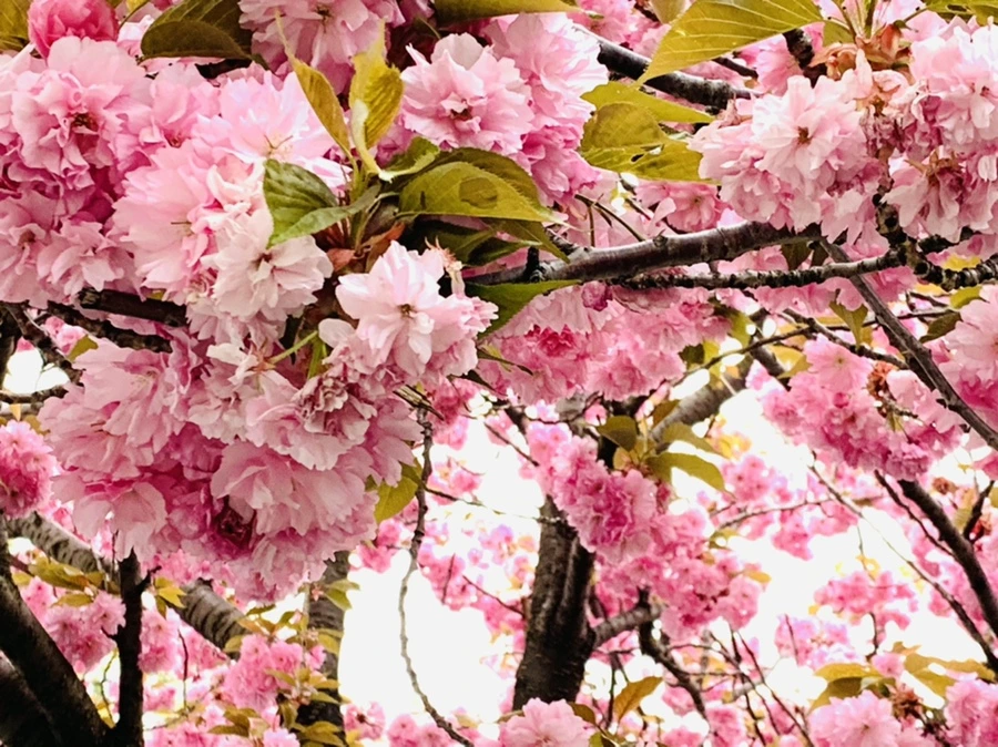 IMG_7333.jpg?type=w966