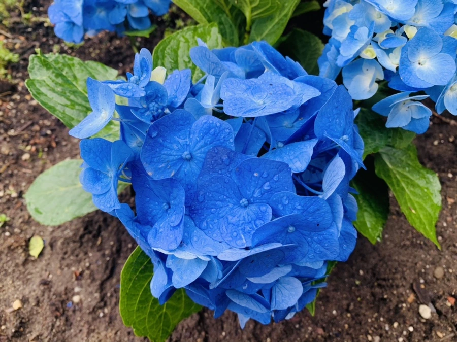 IMG_6287.jpg?type=w966