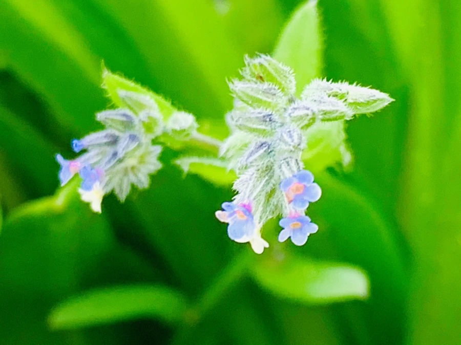 IMG_8656.jpg?type=w966