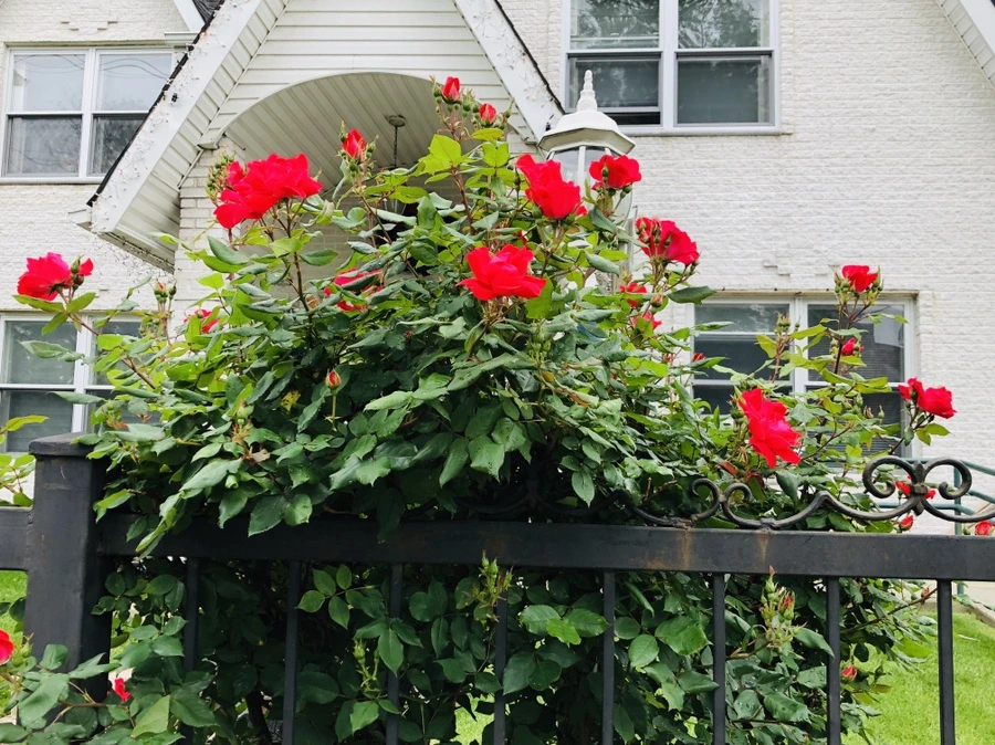 IMG_5288.jpg?type=w966