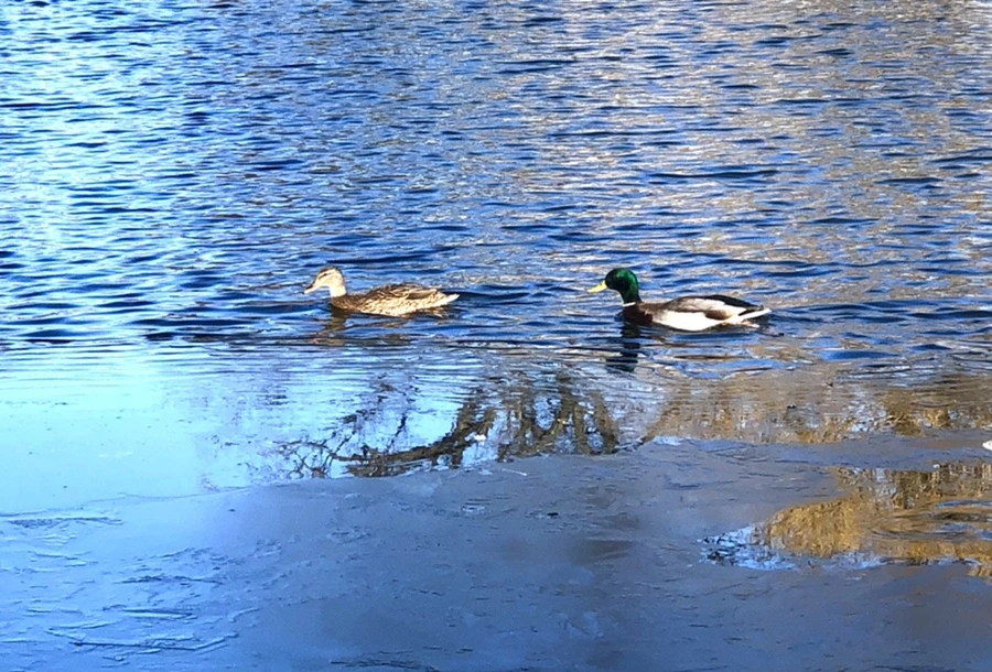 IMG_0593.jpg?type=w966