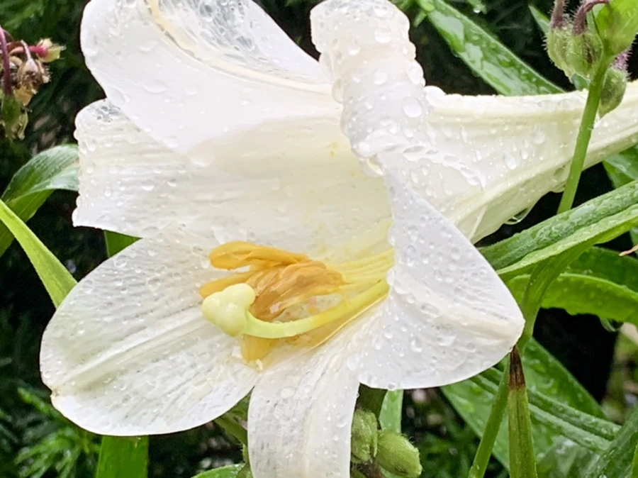 IMG_0138.jpg?type=w966