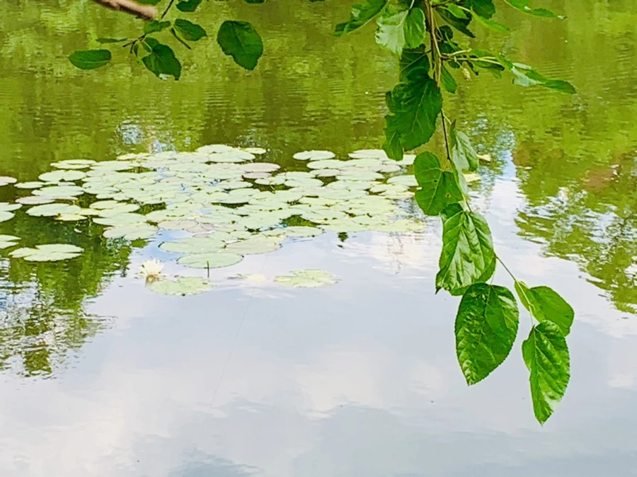 IMG_0753.jpg?type=w966