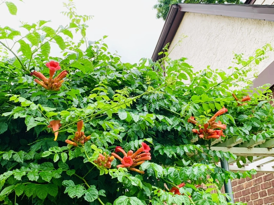 IMG_7525.jpg?type=w966