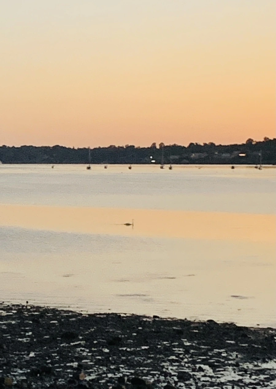 IMG_8518.jpg?type=w966