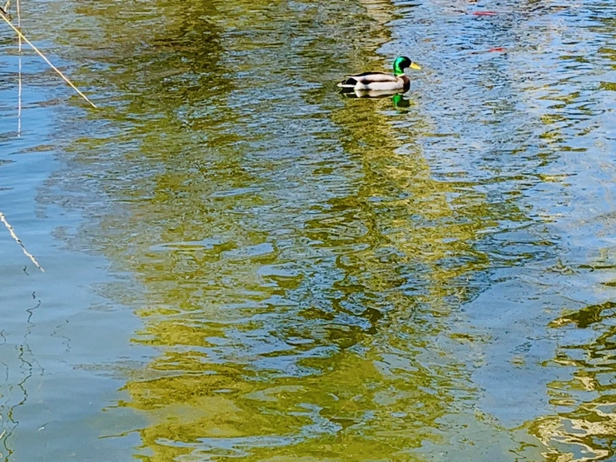 IMG_3106.jpg?type=w966