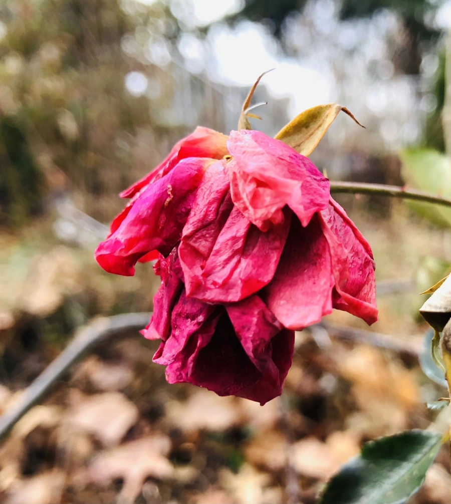 IMG_8754.jpg?type=w966