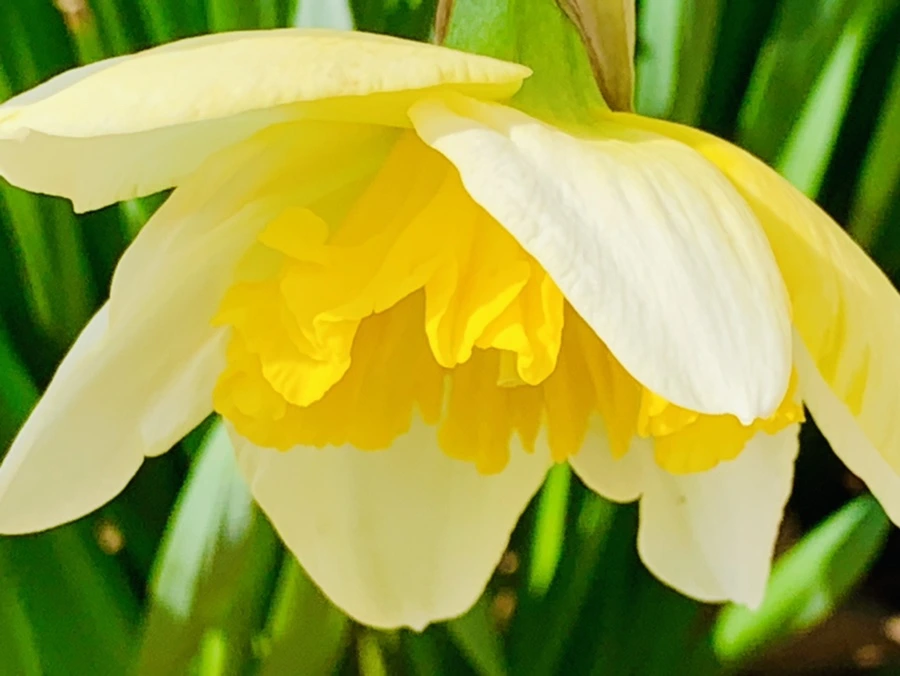 IMG_4171.jpg?type=w966