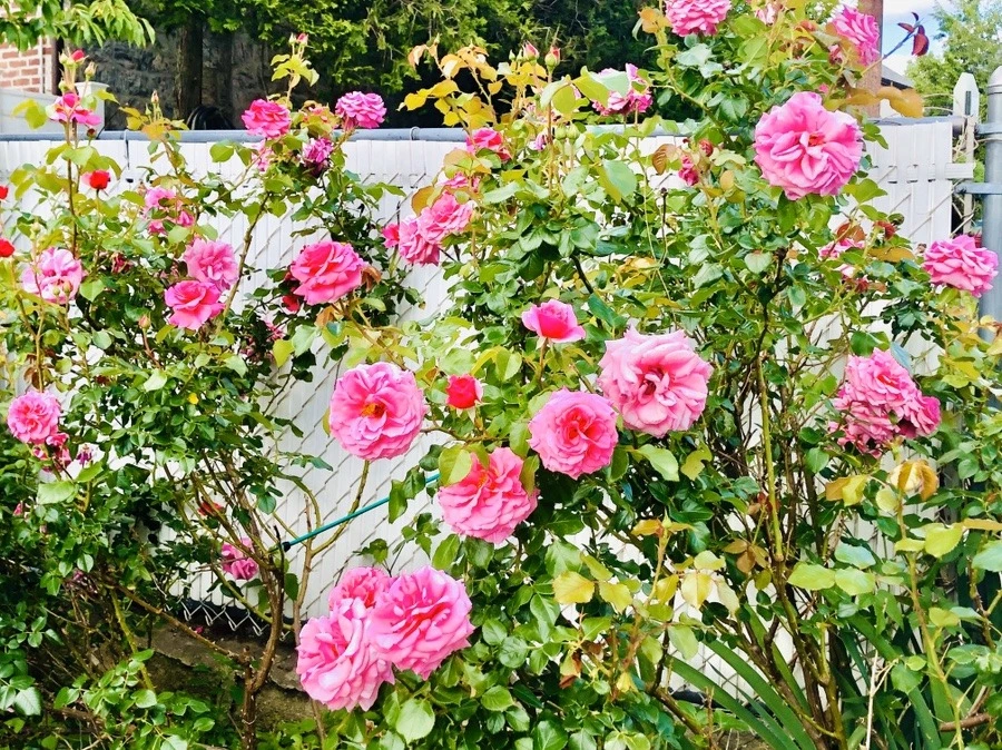 pd6QJcWBHZtdCx_h9TKD0u4Q8Fo