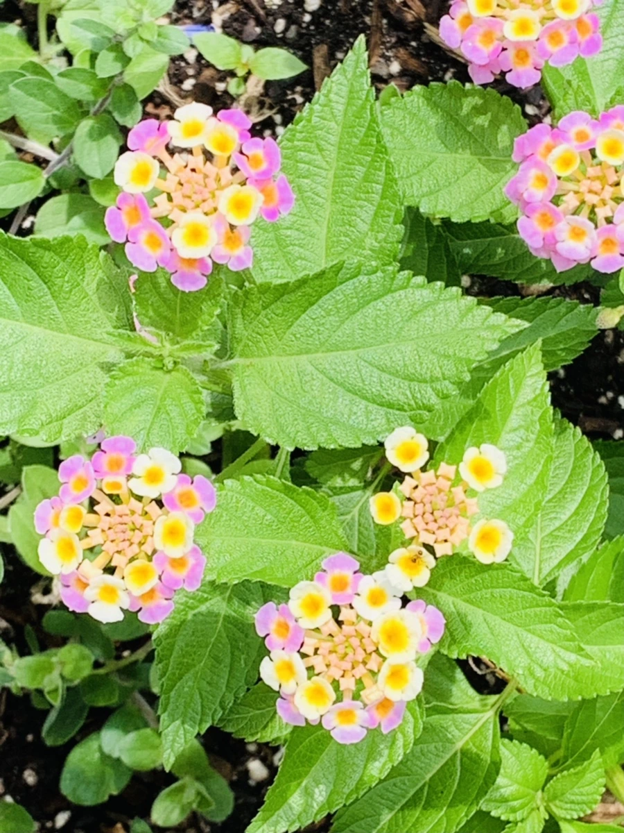 IMG_9845.jpg?type=w966