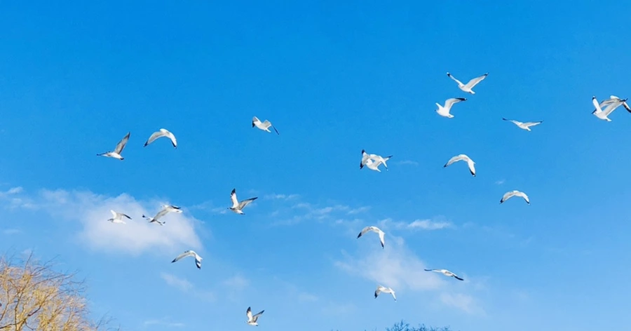 IMG_0240.jpg?type=w966