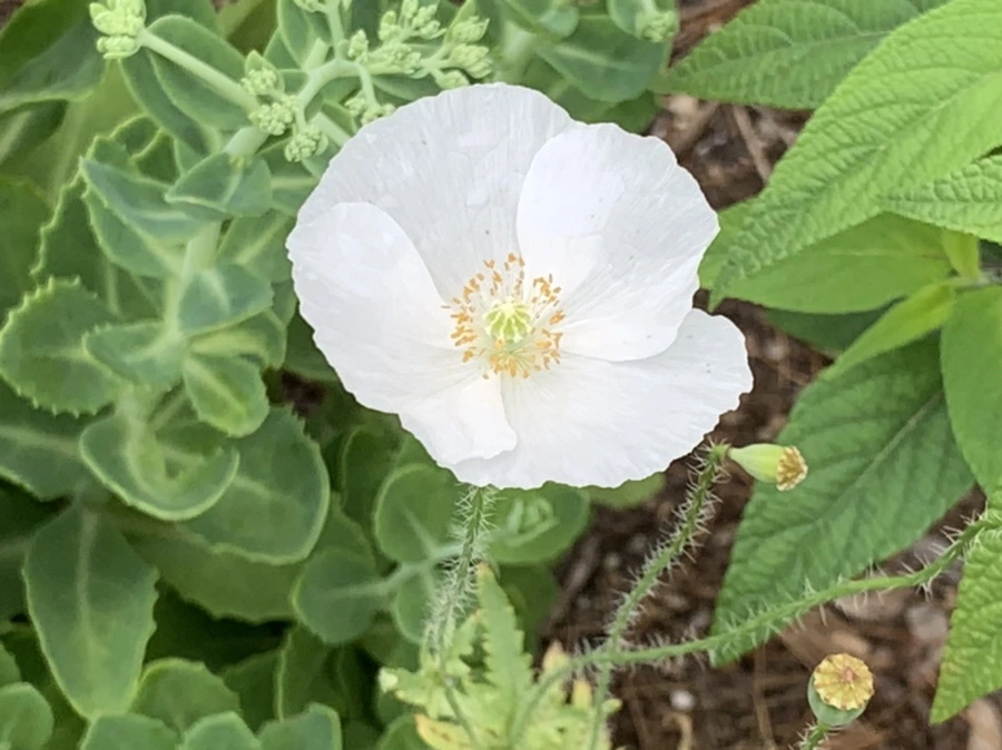 IMG_2636.jpg?type=w966