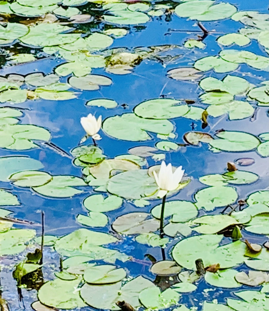 IMG_0763.jpg?type=w966