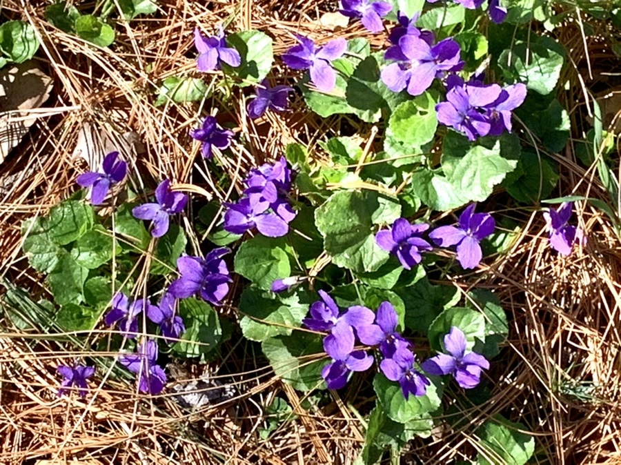 IMG_5692.jpg?type=w966