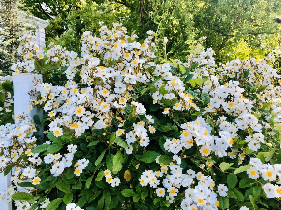 IMG_7494.jpg?type=w966