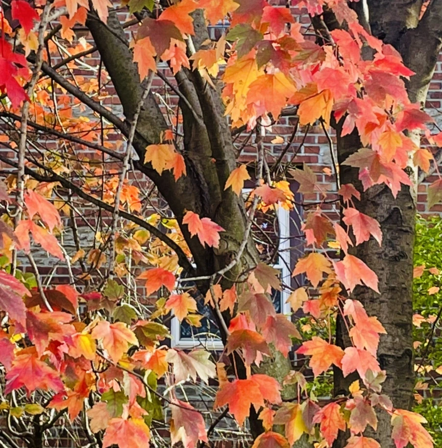 IMG_1043.jpg?type=w966