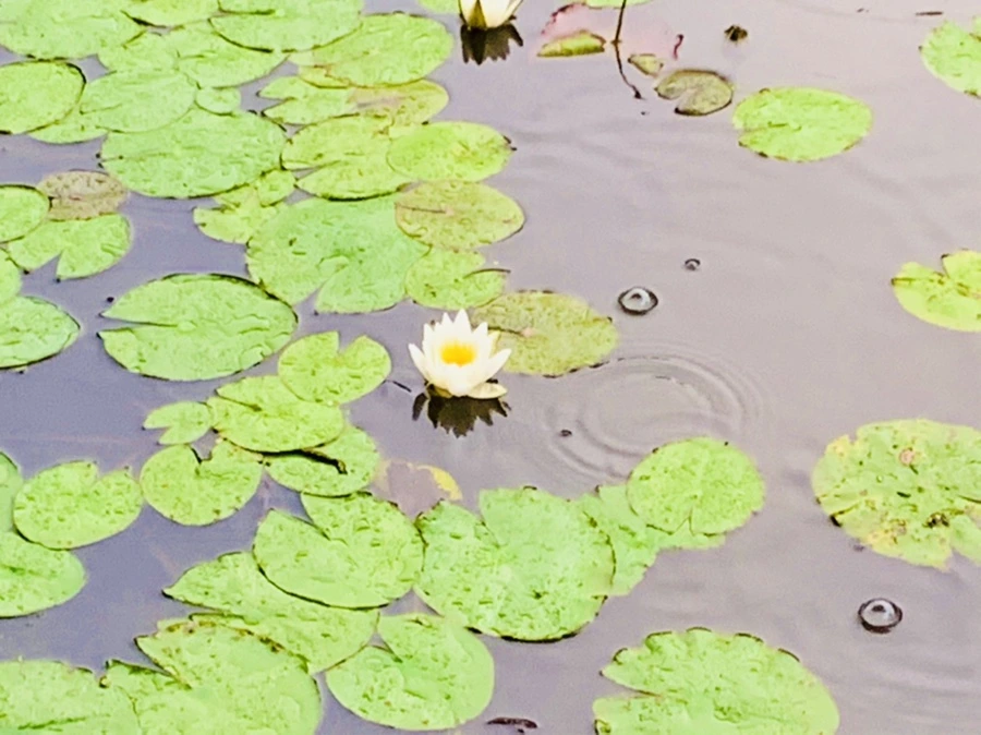 IMG_8338.jpg?type=w966