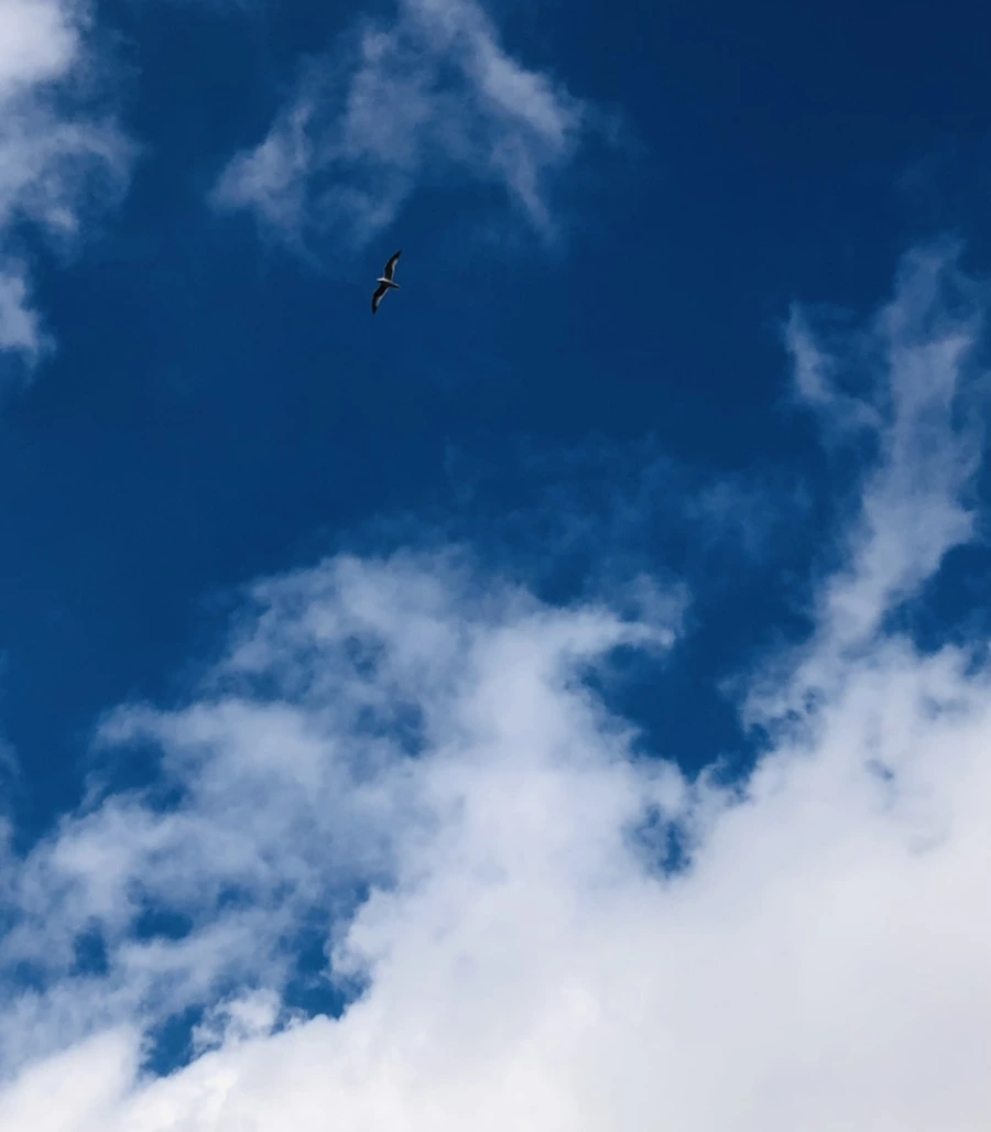 IMG_3503.jpg?type=w966