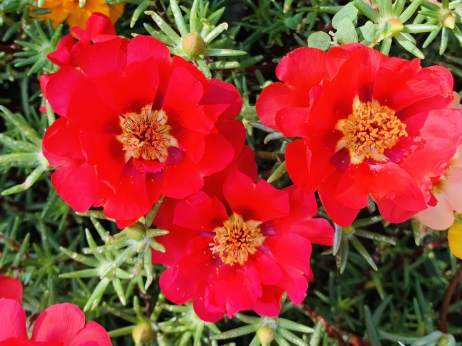 IMG_6692.jpg?type=w966