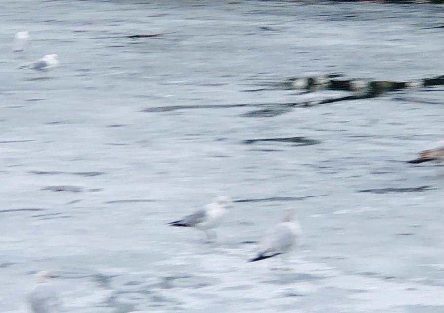 IMG_6371.jpg?type=w966