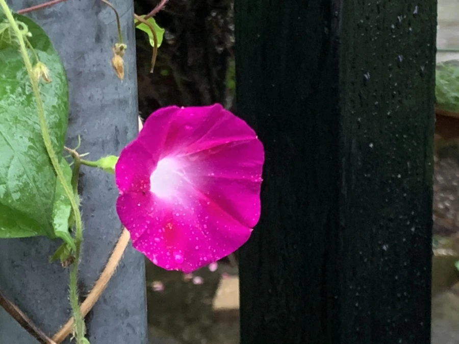 IMG_3713.jpg?type=w966