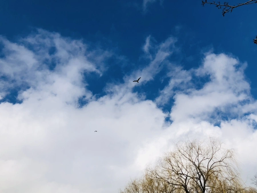 IMG_3509.jpg?type=w966