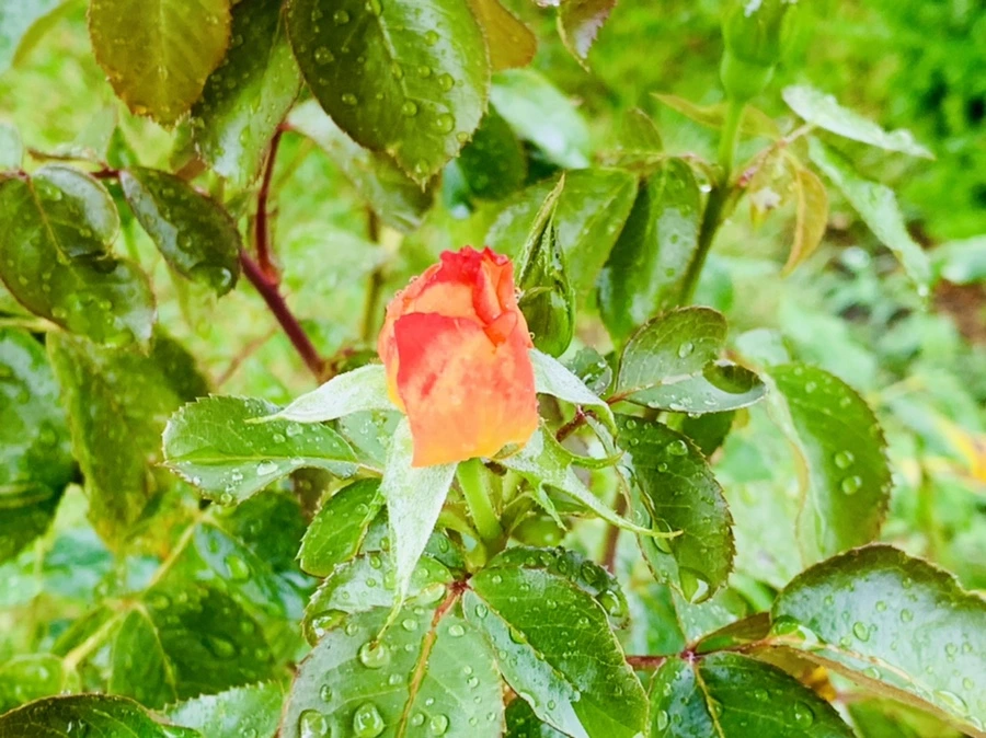 IMG_0261.jpg?type=w966