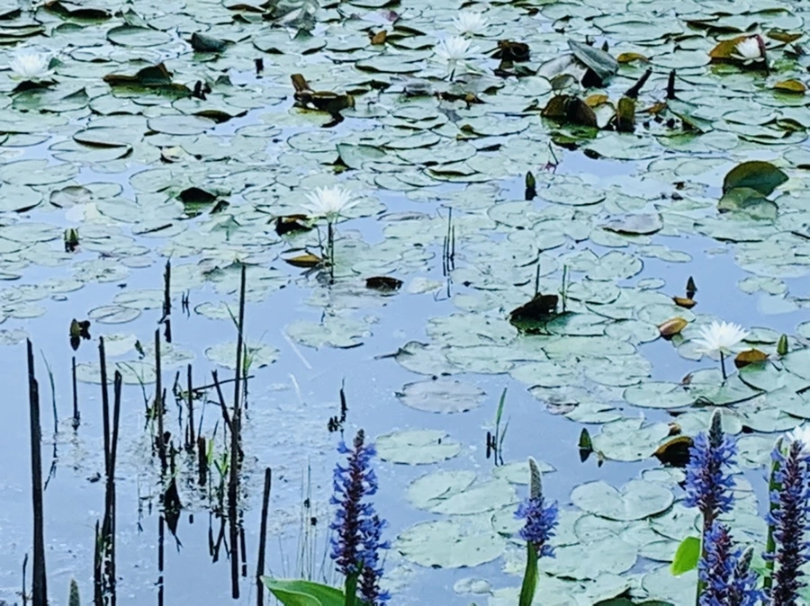 IMG_1254.jpg?type=w966