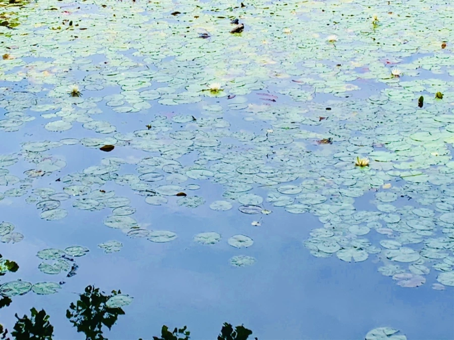 IMG_9317.jpg?type=w966