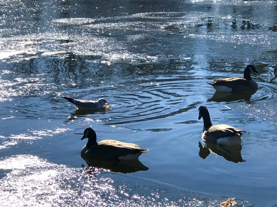 IMG_8055.jpg?type=w966