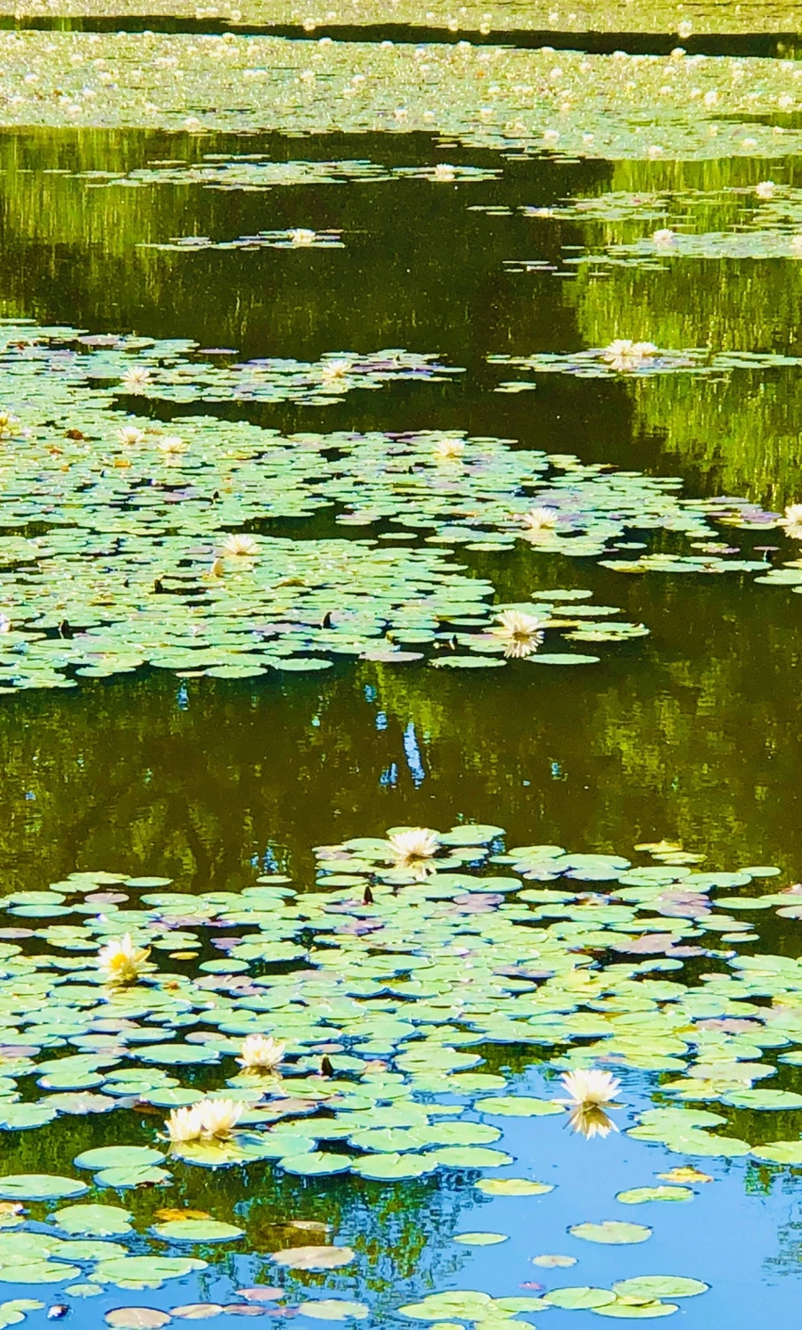 IMG_2312.jpg?type=w966