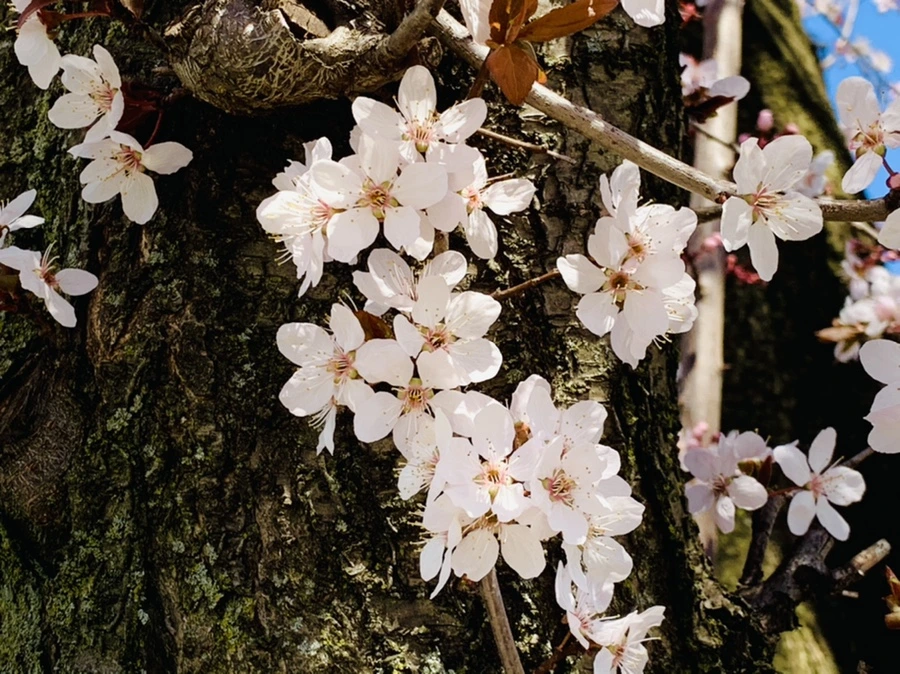 IMG_7922.jpg?type=w966