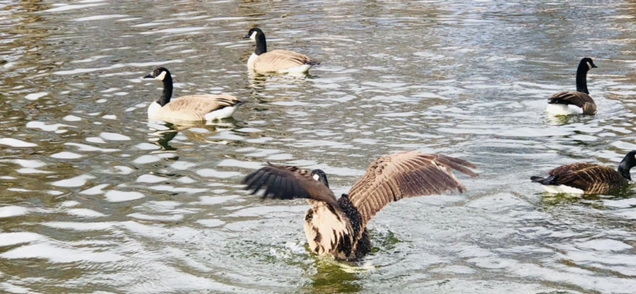 IMG_3619.jpg?type=w966