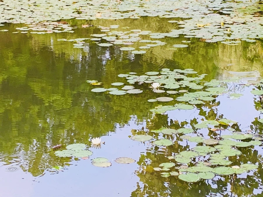 IMG_1513.jpg?type=w966